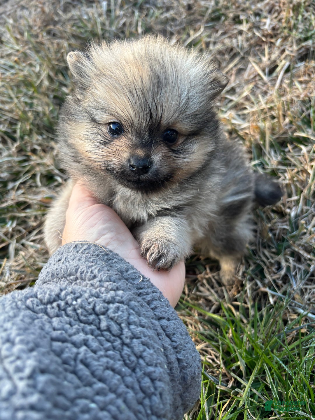Pomeranian dogs for sale: Orange sable boy 1 - Ad 2