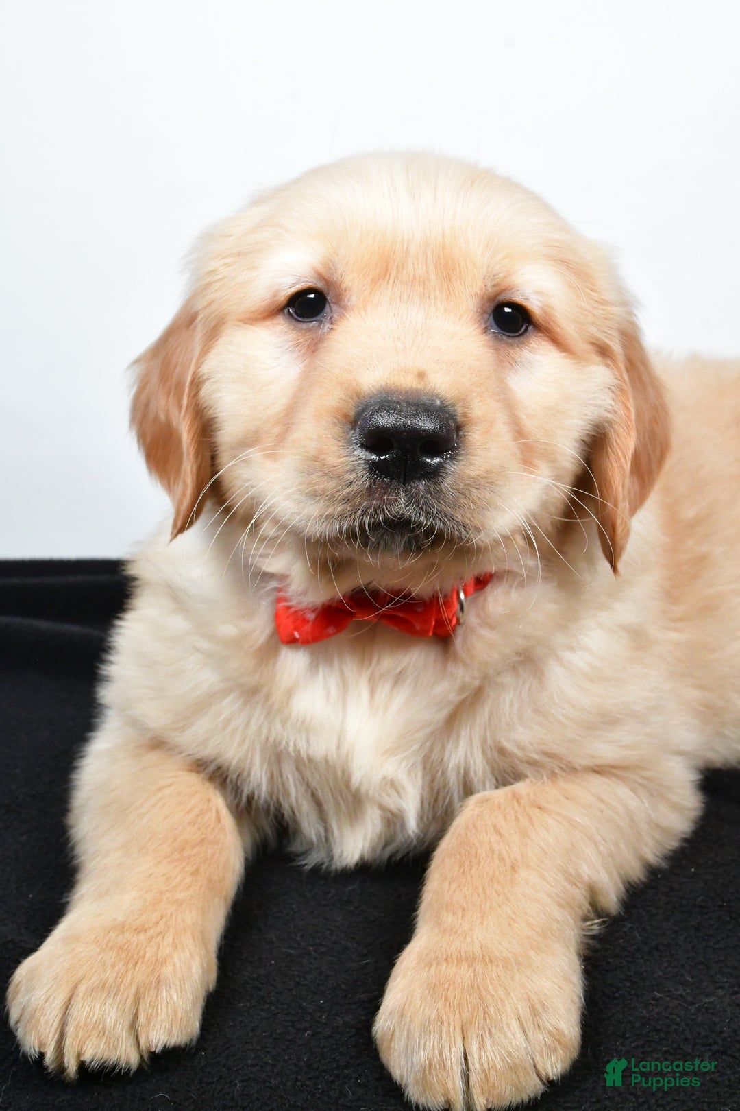 Golden Retriever dogs for sale: Jasper - Ad 9