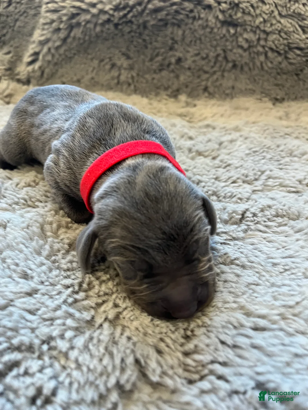 Weimaraner dogs for sale: Weimaraner Puppy 7 - Ad 1