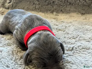 Weimaraner dogs for sale: Weimaraner Puppy 7 - Ad 2