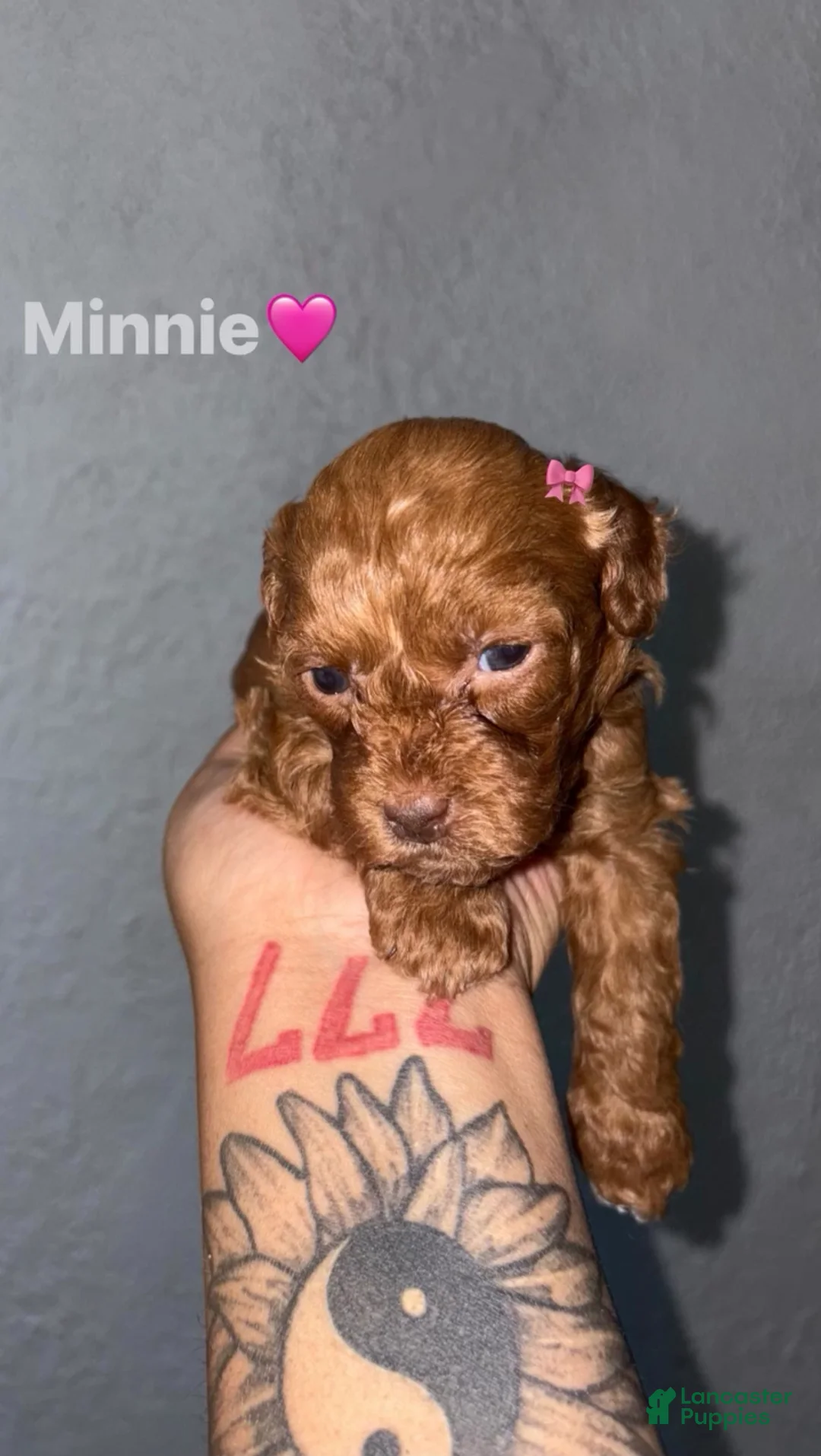 Shihpoo dogs for sale: Minnie  - Ad 1