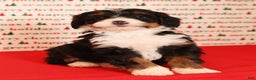 Mini Bernedoodle dogs for sale: Blazer - Ad 7