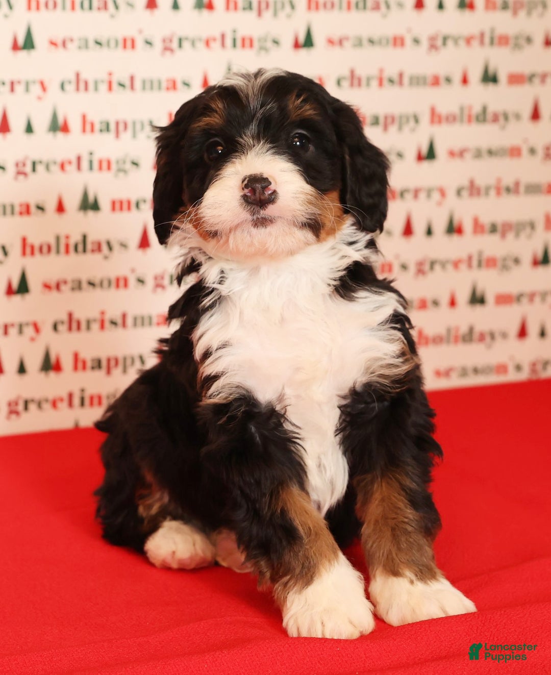 Mini Bernedoodle dogs for sale: Blazer - Ad 7