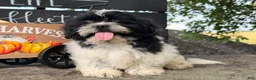 Shih Tzu dogs for sale: Shane Shih Tzu  - Ad 15