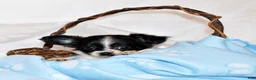 Chihuahua dogs for sale: Nevan - Ad 3