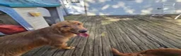 Golden Retriever dogs for sale: Brutus ( 1 yr old) - Ad 4