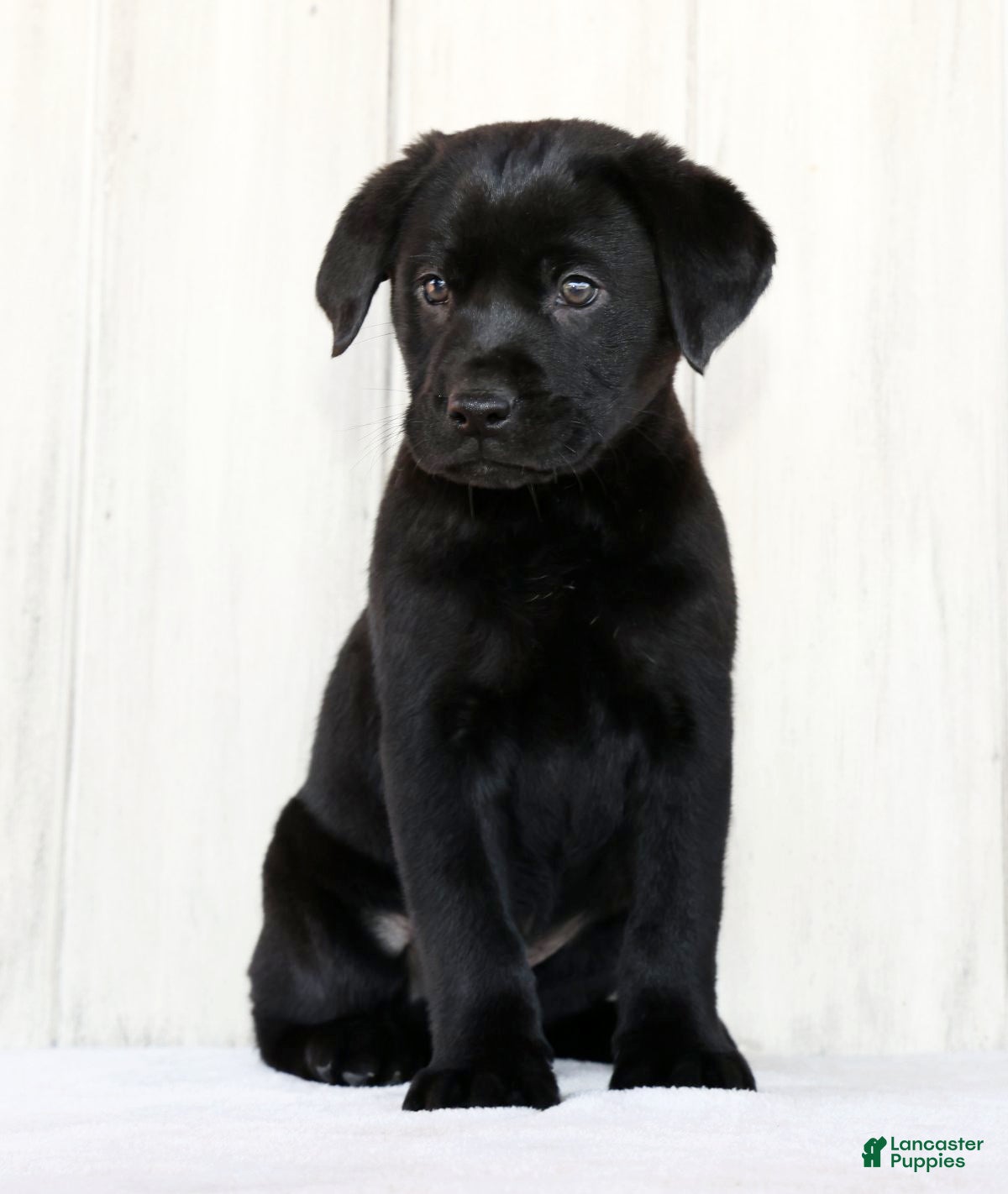 Labrador Retriever dogs Kory - Ad 2