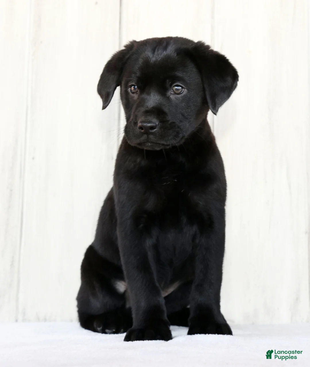 Labrador Retriever dogs for sale: Kory - Ad 2