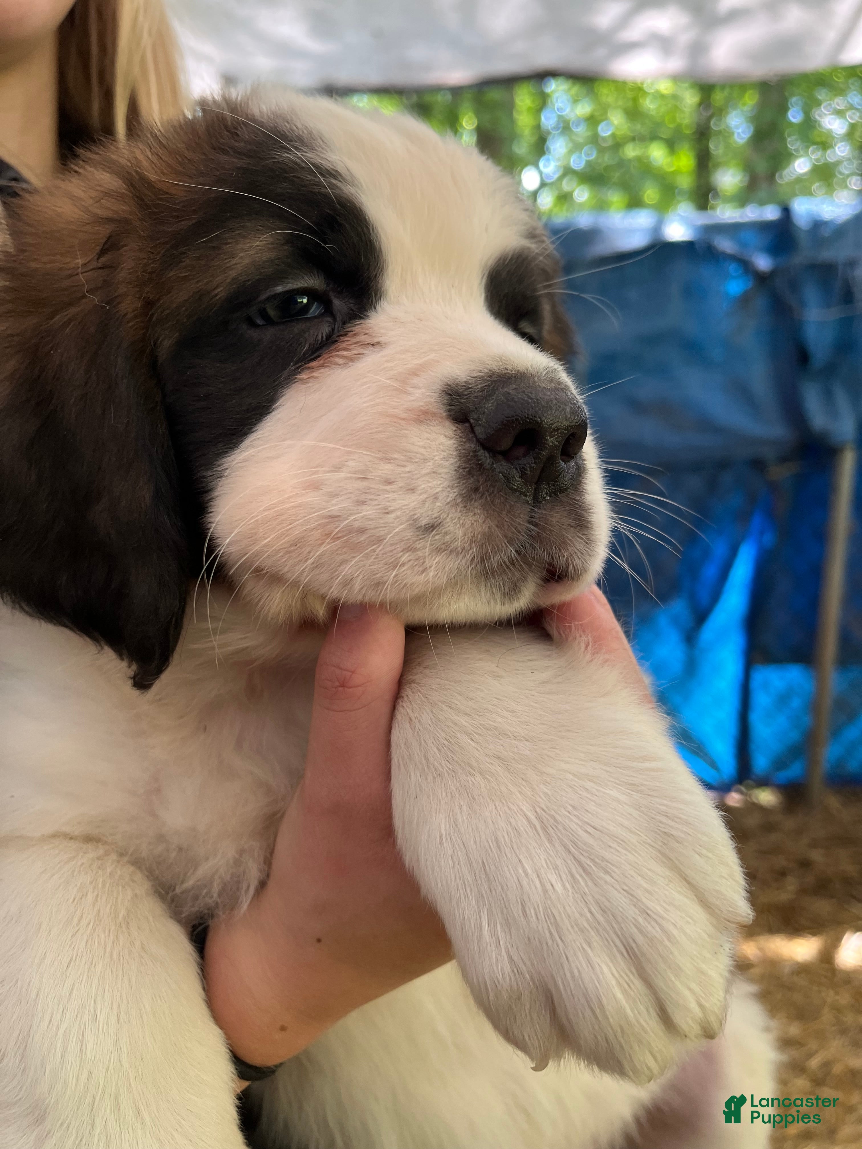 Saint Bernard dogs Saint Bernard 4. Jimmy - Ad 1