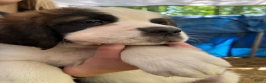 Saint Bernard 4. Jimmy