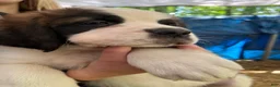 Saint Bernard dogs for sale: Saint Bernard 4. Jimmy - Ad 1