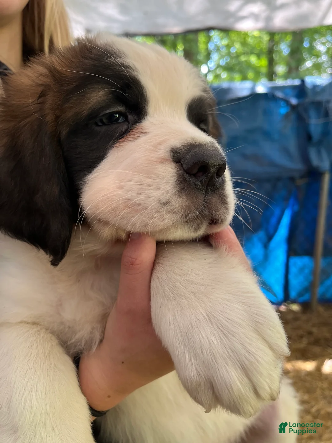 Saint Bernard dogs for sale: Saint Bernard 4. Jimmy - Ad 1