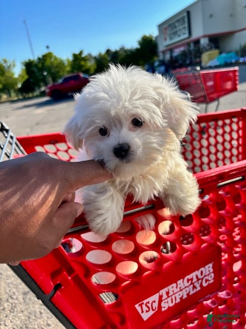 Maltese dogs Snow_Female - Ad 2
