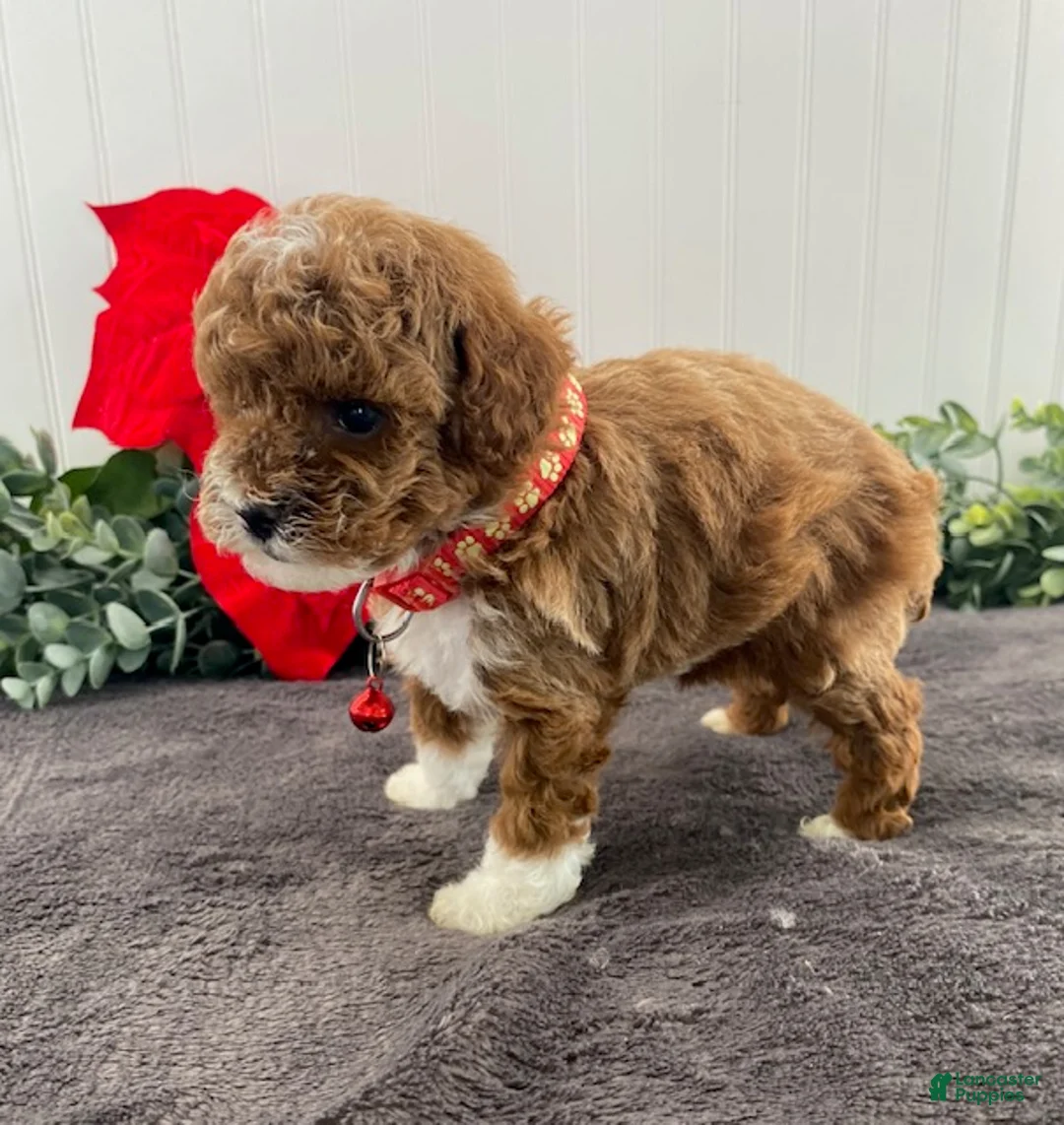 Toy Poodle dogs for sale: Henry- tiny - Ad 5