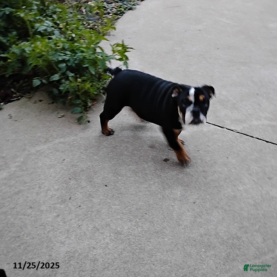 English Bulldog dogs Ramona - Ad 2