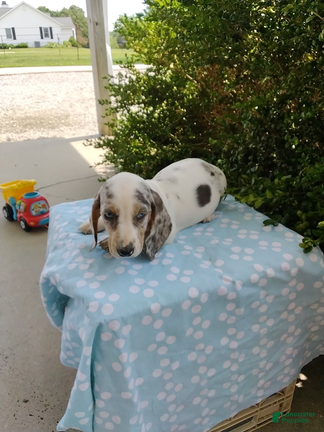 Miniature Dachshund dogs Jasper - Ad 2