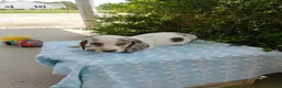 Miniature Dachshund dogs for sale: Jasper - Ad 2