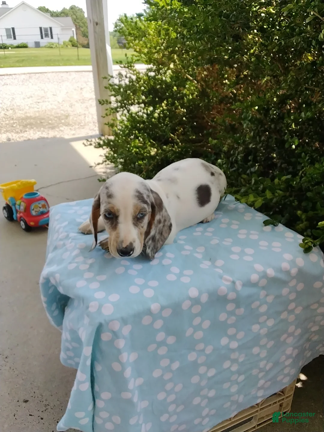 Miniature Dachshund dogs for sale: Jasper - Ad 2