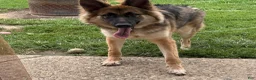German Shepherd dogs for sale: German Shepherd 1 - Ad 3