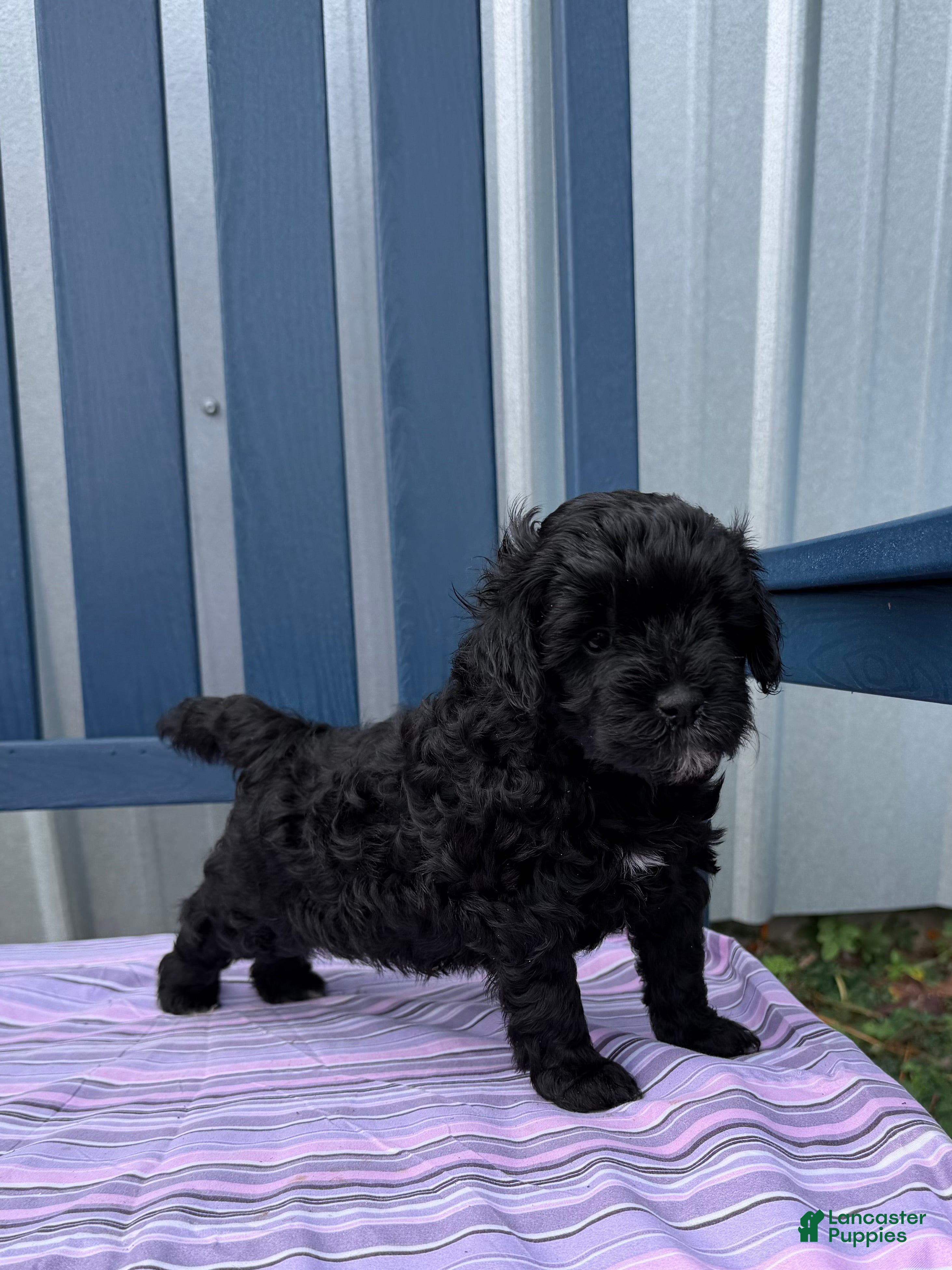 Mini Goldendoodle dogs Puppy #2….F1BB - Ad 30
