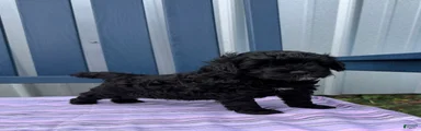 Puppy #2….F1BB