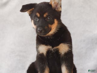 German Shepherd dogs Tara the German Shepherd Puppy - Ad 23