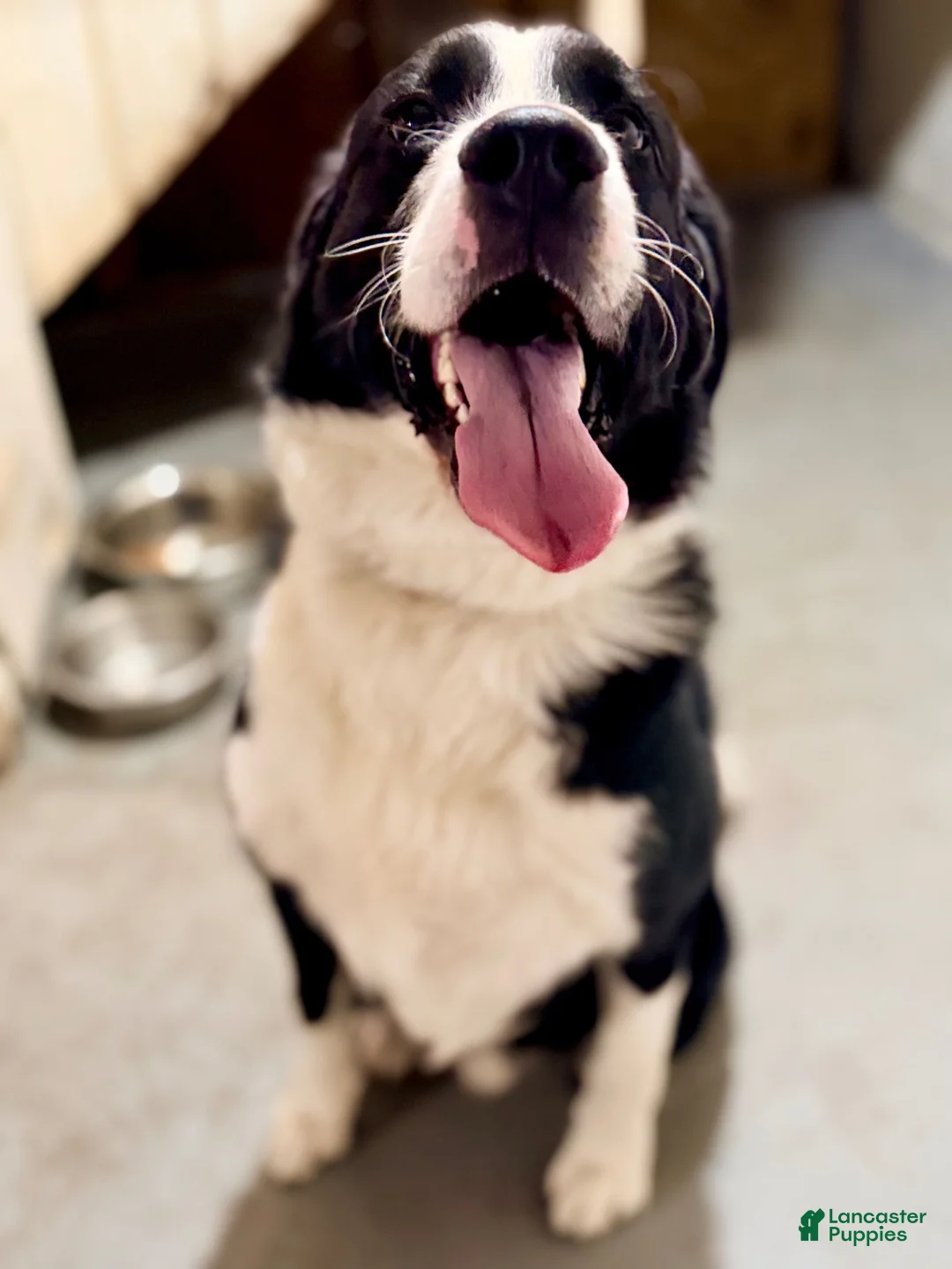 Bernedoodle dogs for sale: Previous Litter babies - Ad 5