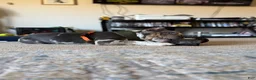 American Bully dogs for sale: Queso ABKC - Ad 2