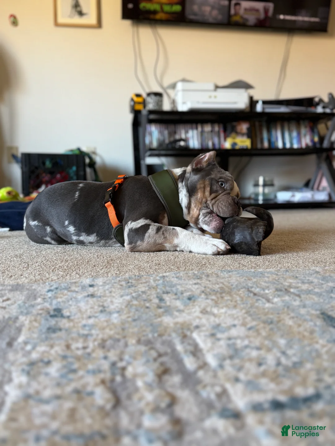 American Bully dogs for sale: Queso ABKC - Ad 2