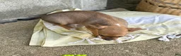 Chihuahua dogs for sale: Ristle - Ad 8