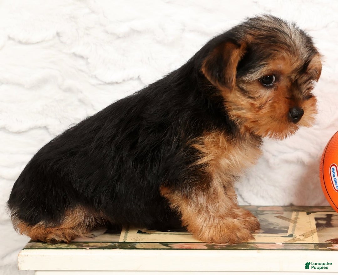 Yorkshire Terrier dogs for sale: Bella - Ad 8