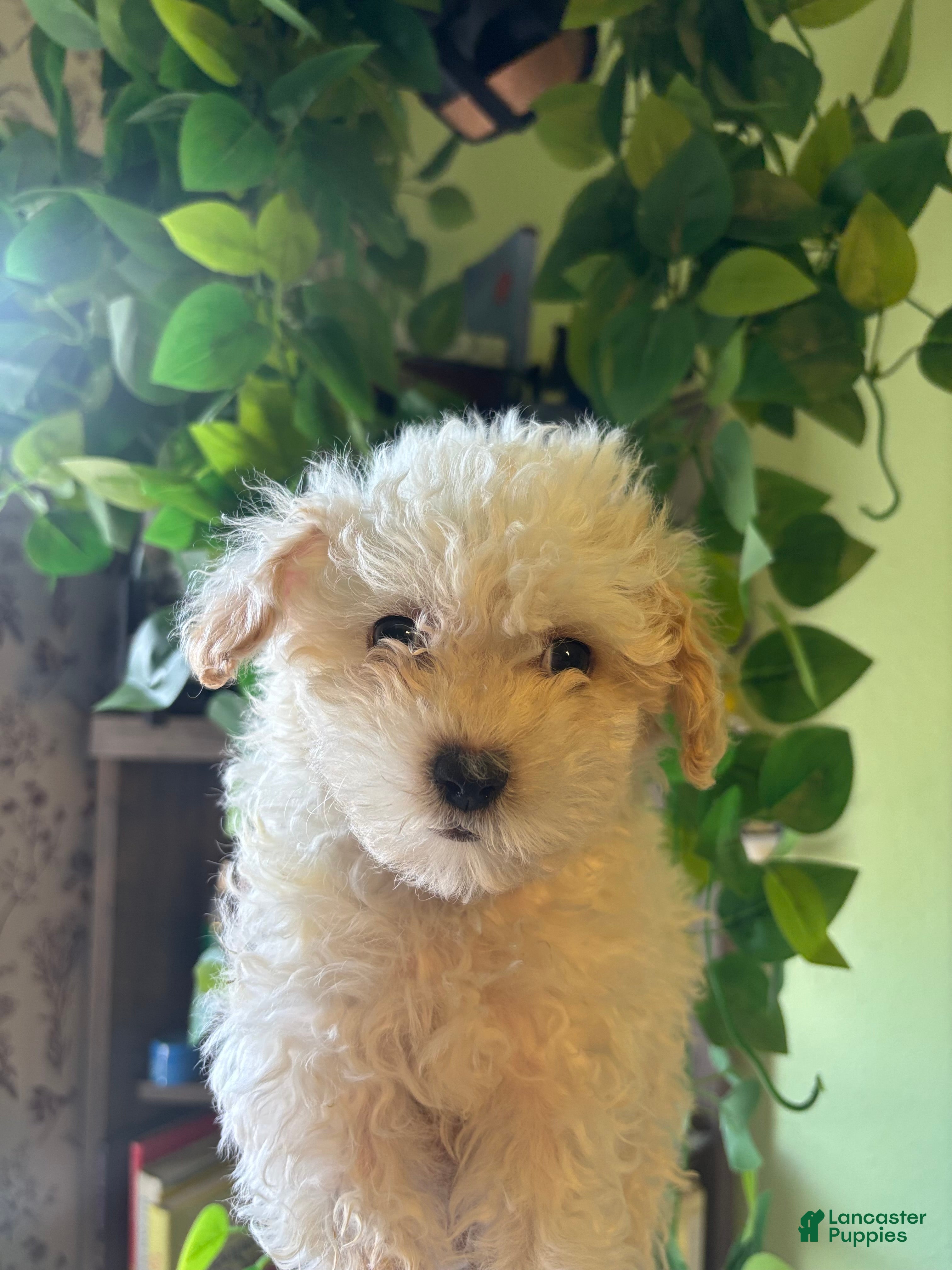 Maltipoo dogs Molly - Ad 2