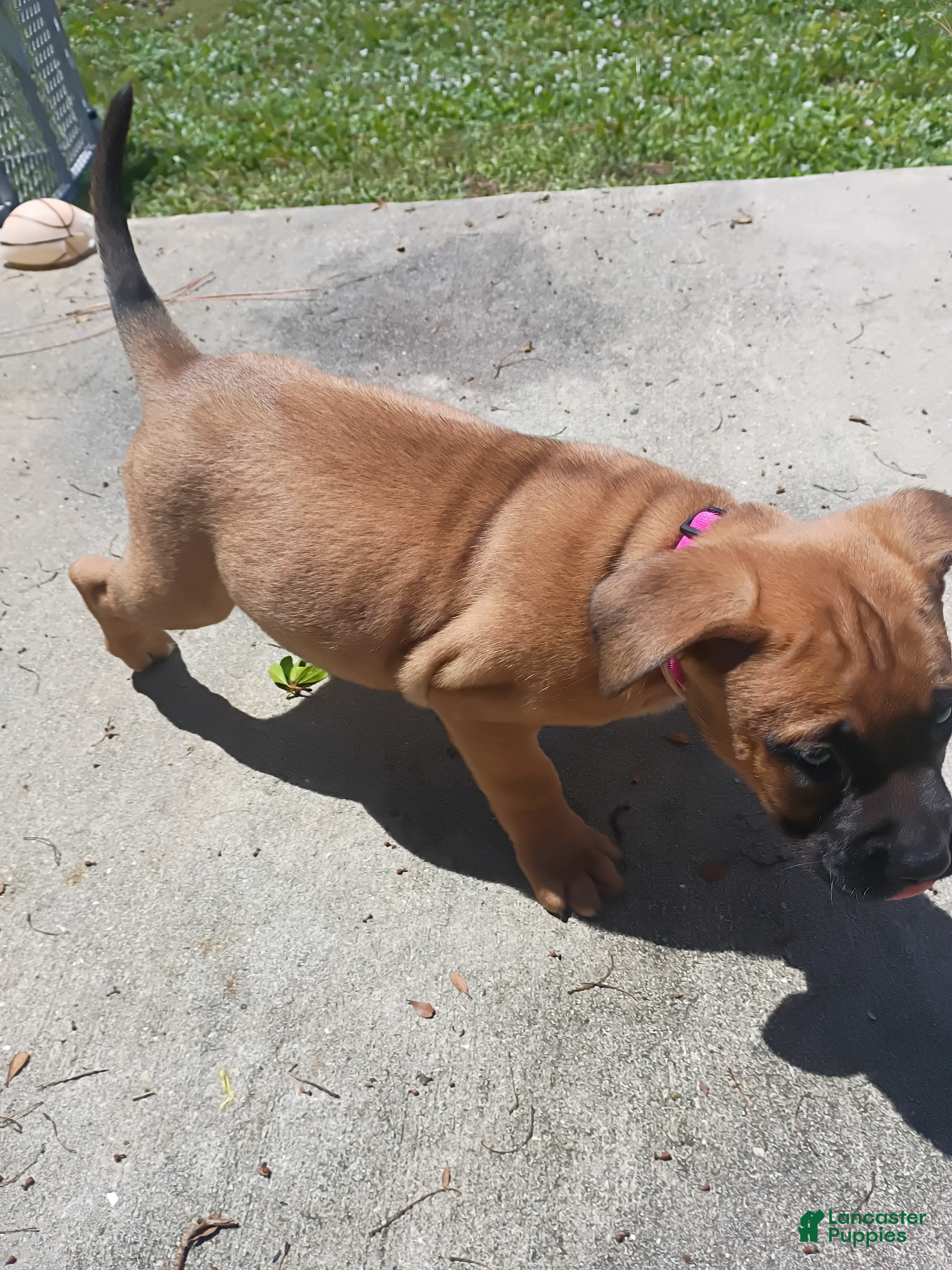 Mixed Breed dogs for sale: Mixed Breed 2 - Ad 1