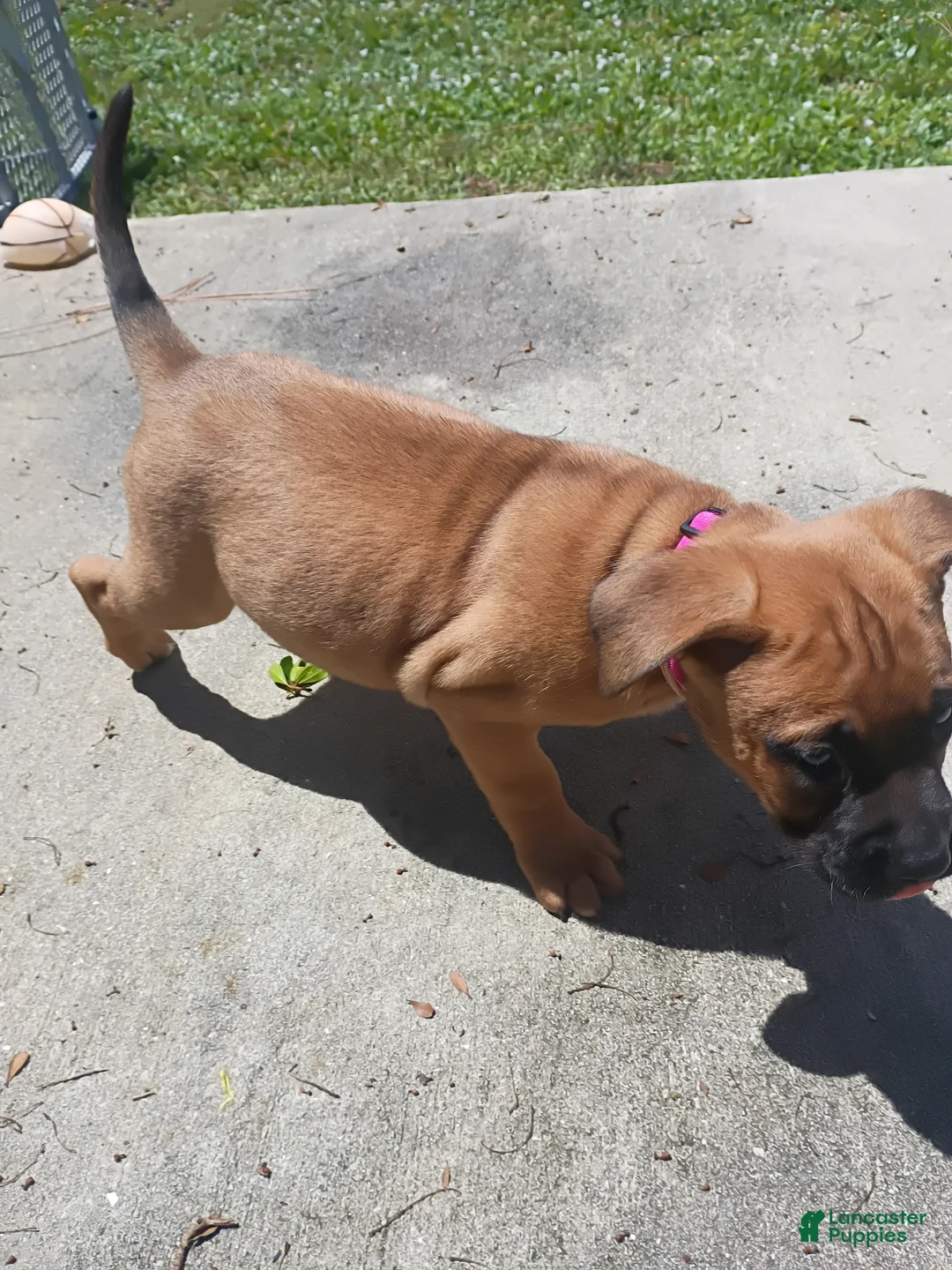 Mixed Breed dogs for sale: Mixed Breed 2 - Ad 1