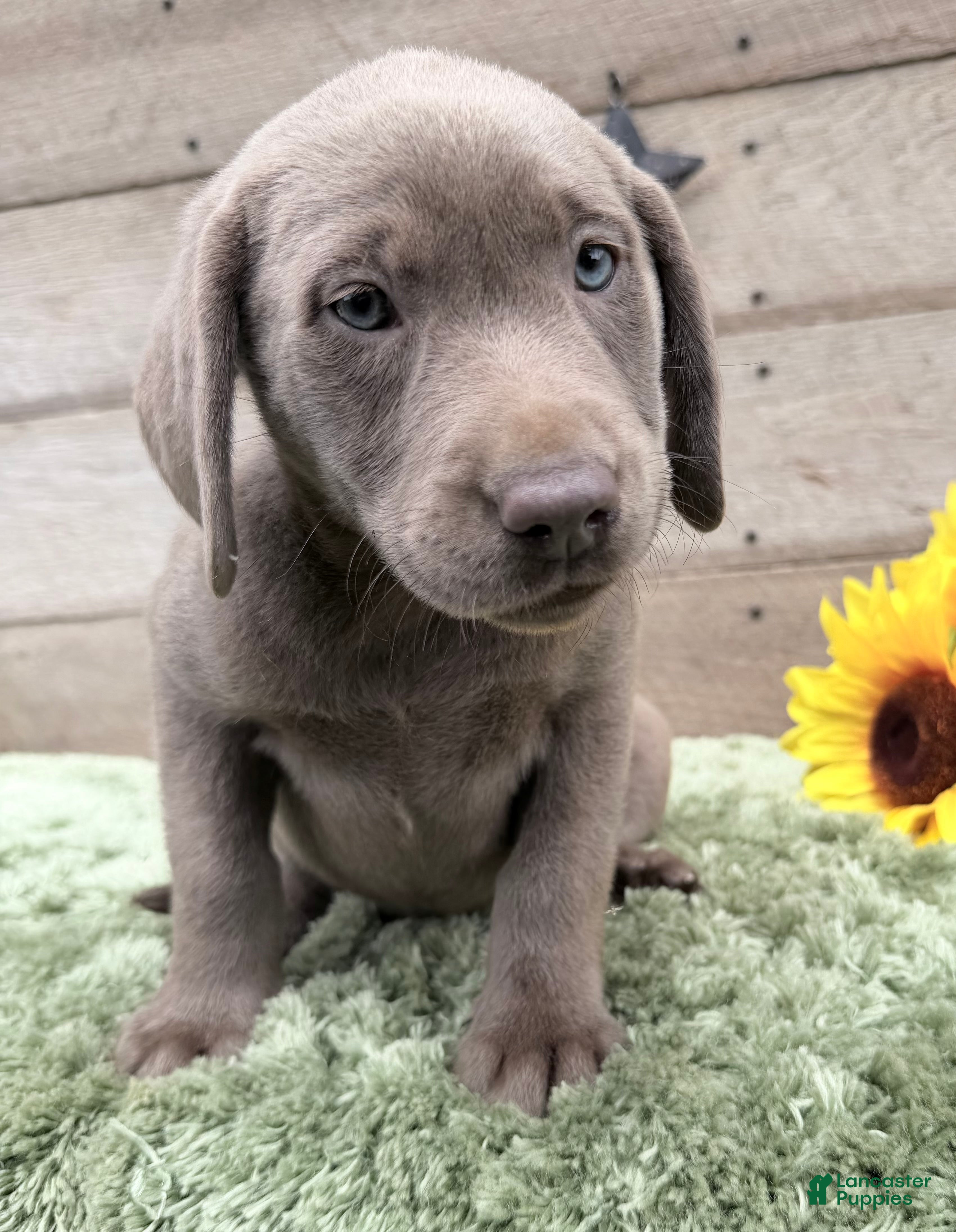 Labrador Retriever dogs Silver sissy - Ad 1