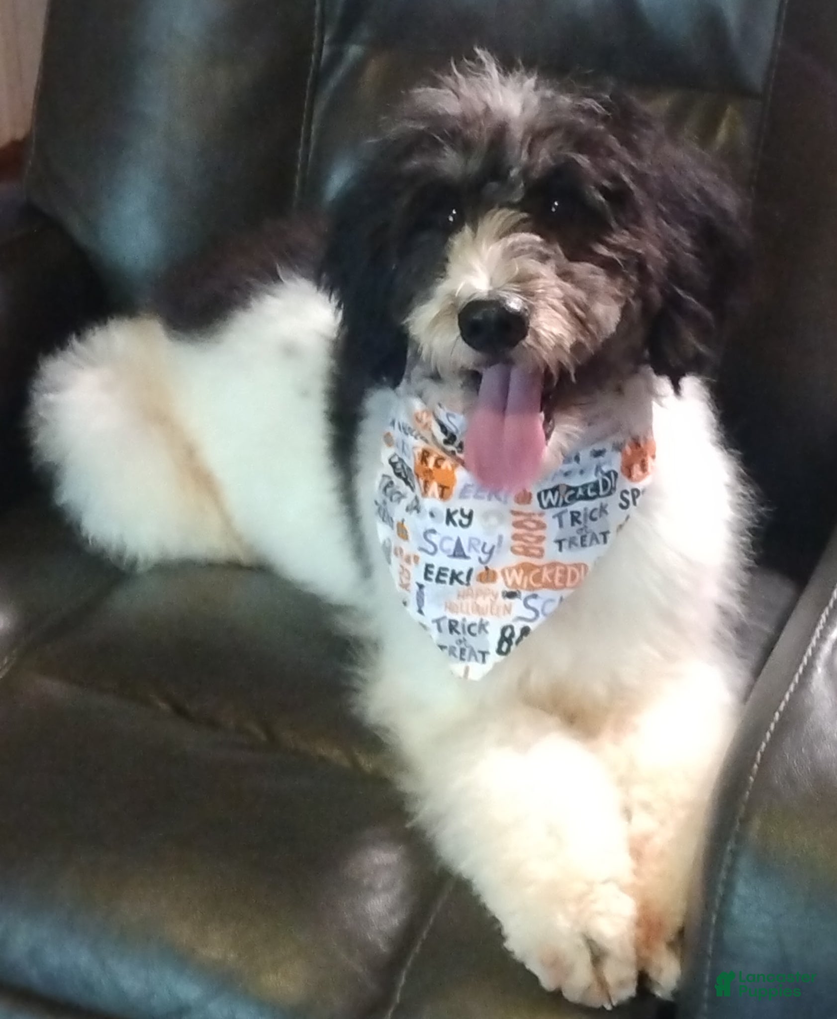 Mini Bernedoodle dogs Mini Bernedoodle Puppy 2 - Ad 2