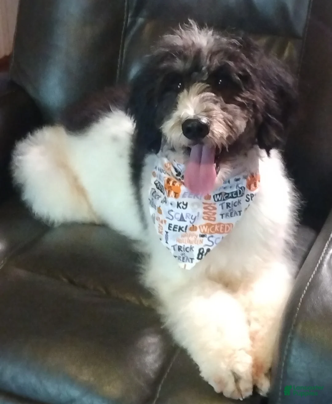 Mini Bernedoodle dogs for sale: Mini Bernedoodle Puppy 4 - Ad 2