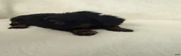 Dorkie dogs for sale: Sassy - Ad 4
