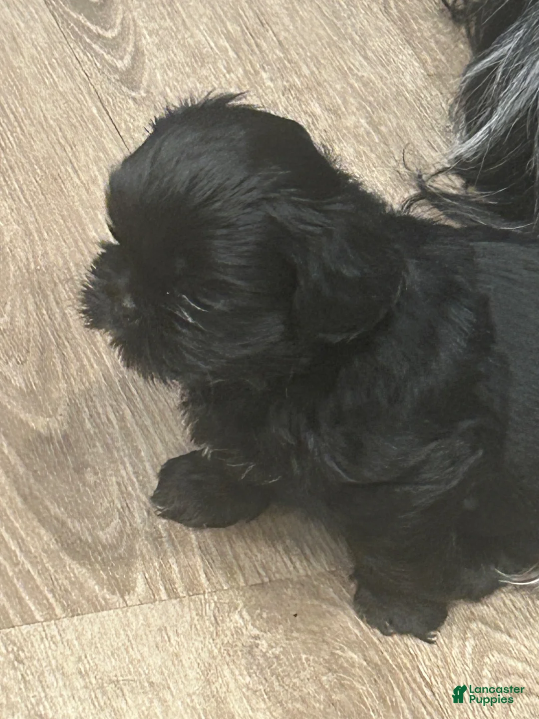Shih Tzu dogs for sale: Shih Tzu 2 - Ad 2