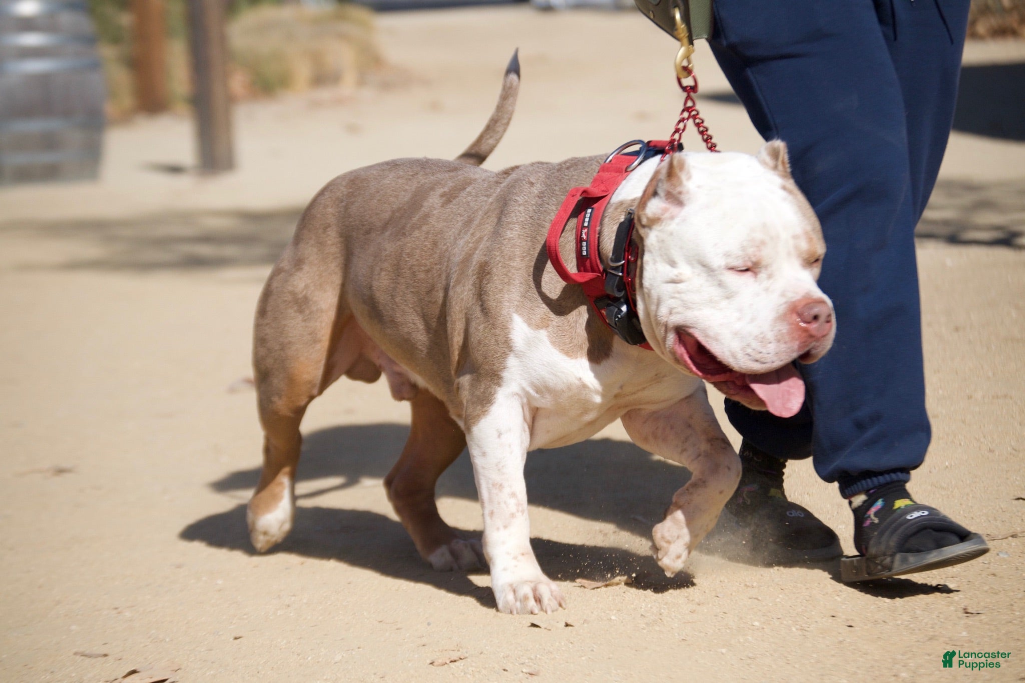 American Bully dogs Saint - Ad 1