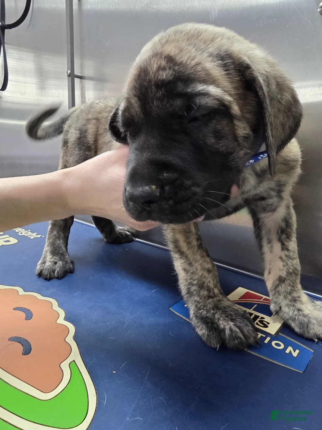 English Mastiff dogs for sale: English Mastiff Puppy 💙 - Ad 1