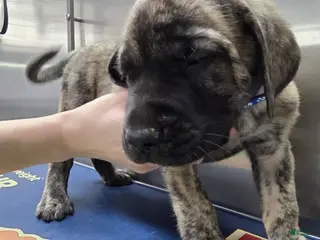 English Mastiff dogs English Mastiff Puppy 💙 - Ad 12