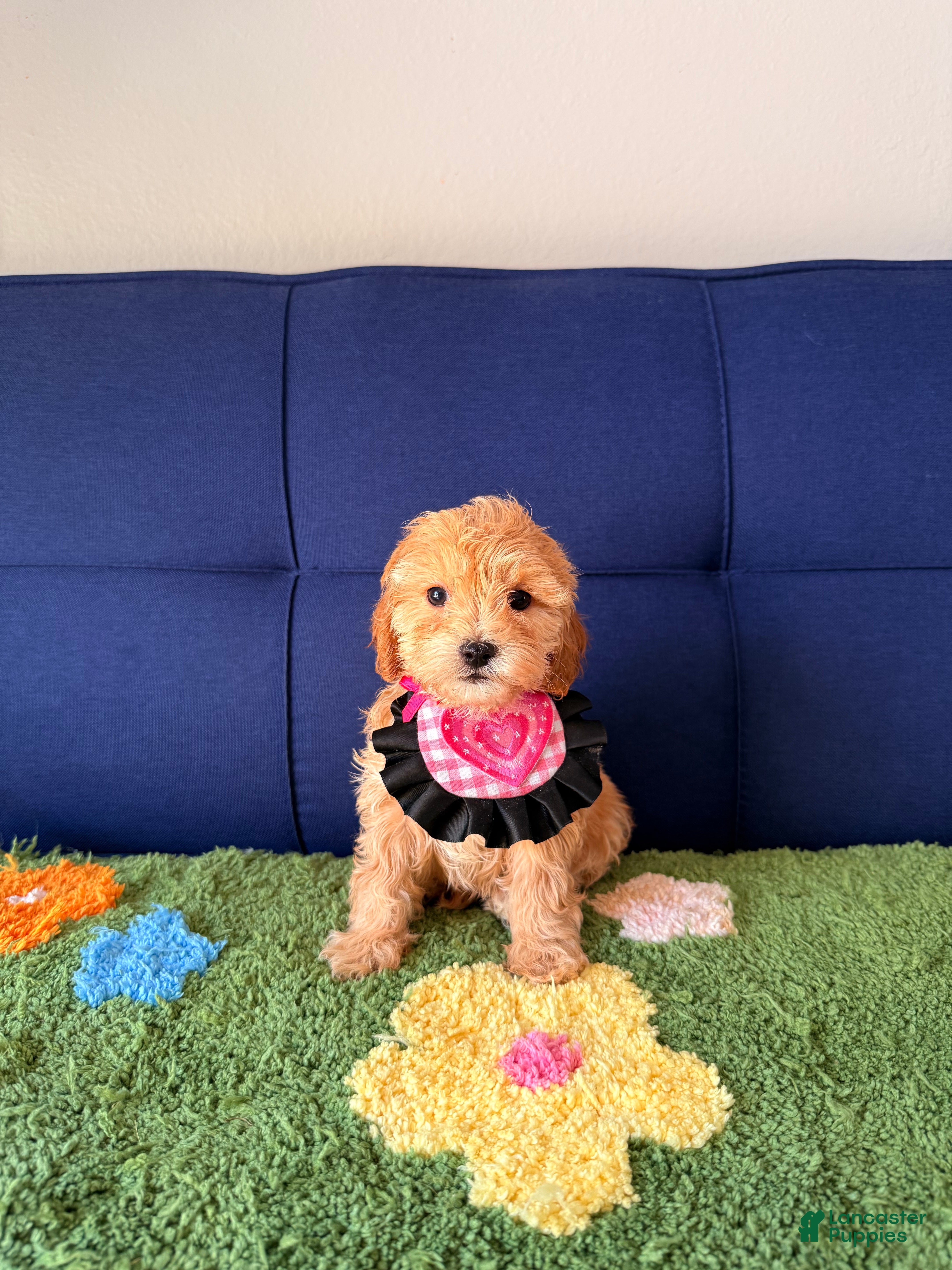 Cavapoo dogs bella - Ad 1