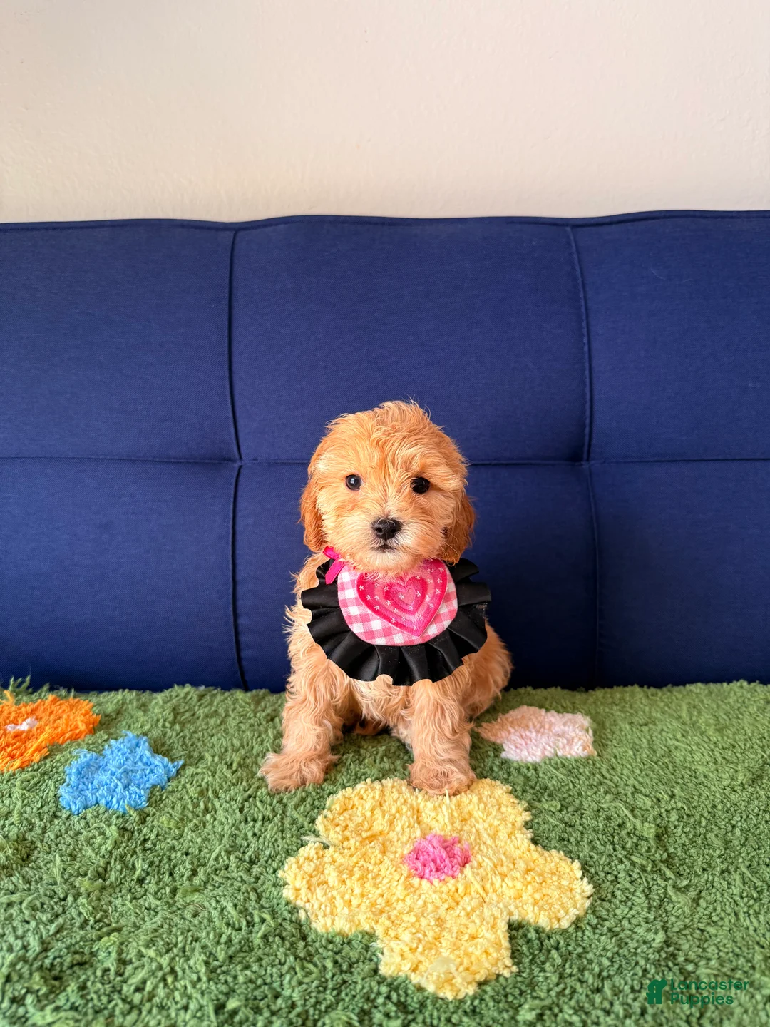 Cavapoo dogs for sale: bella - Ad 1