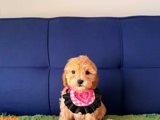 Cavapoo dogs for sale: bella - Ad 3