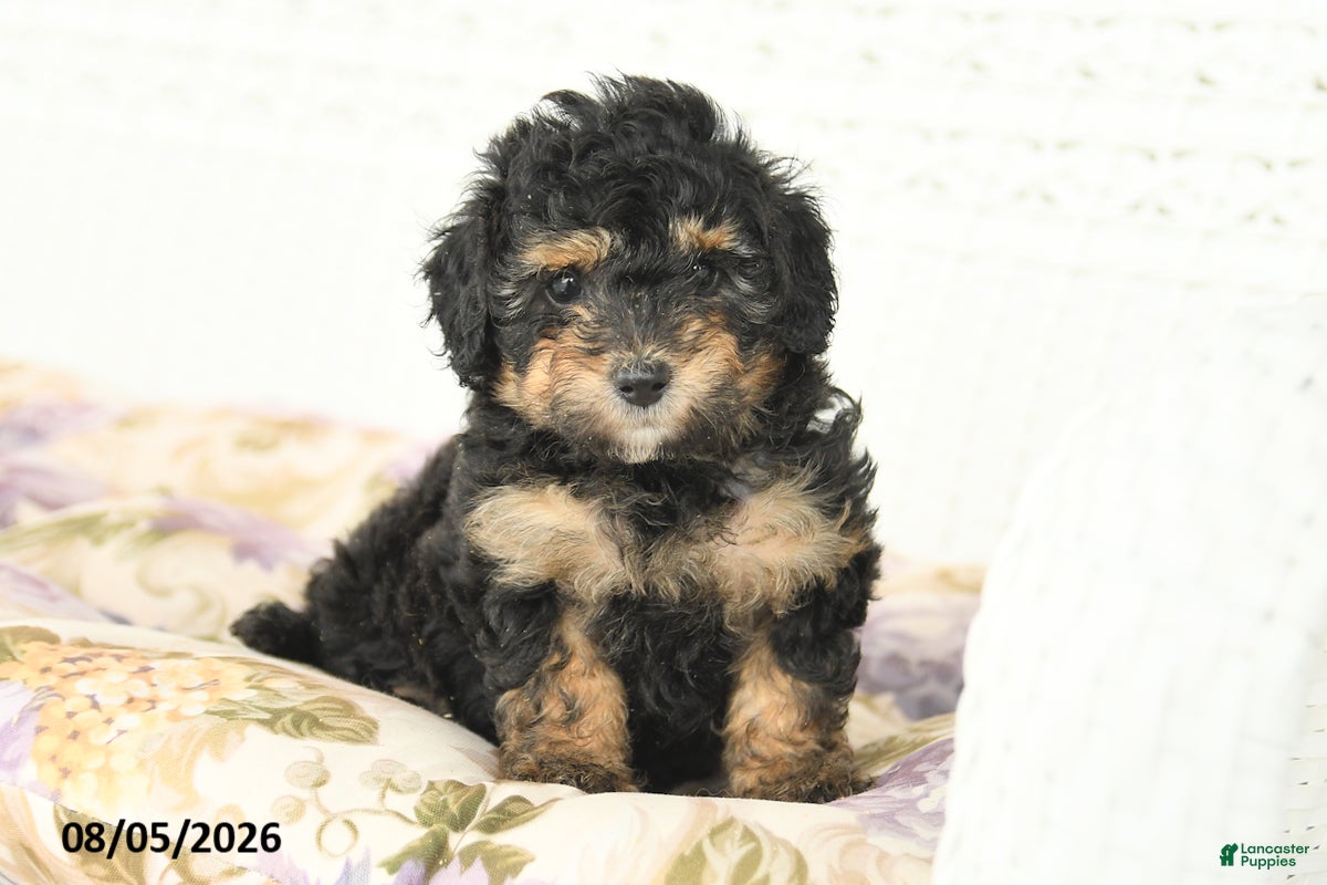 Miniature Poodle dogs Abby - Ad 1