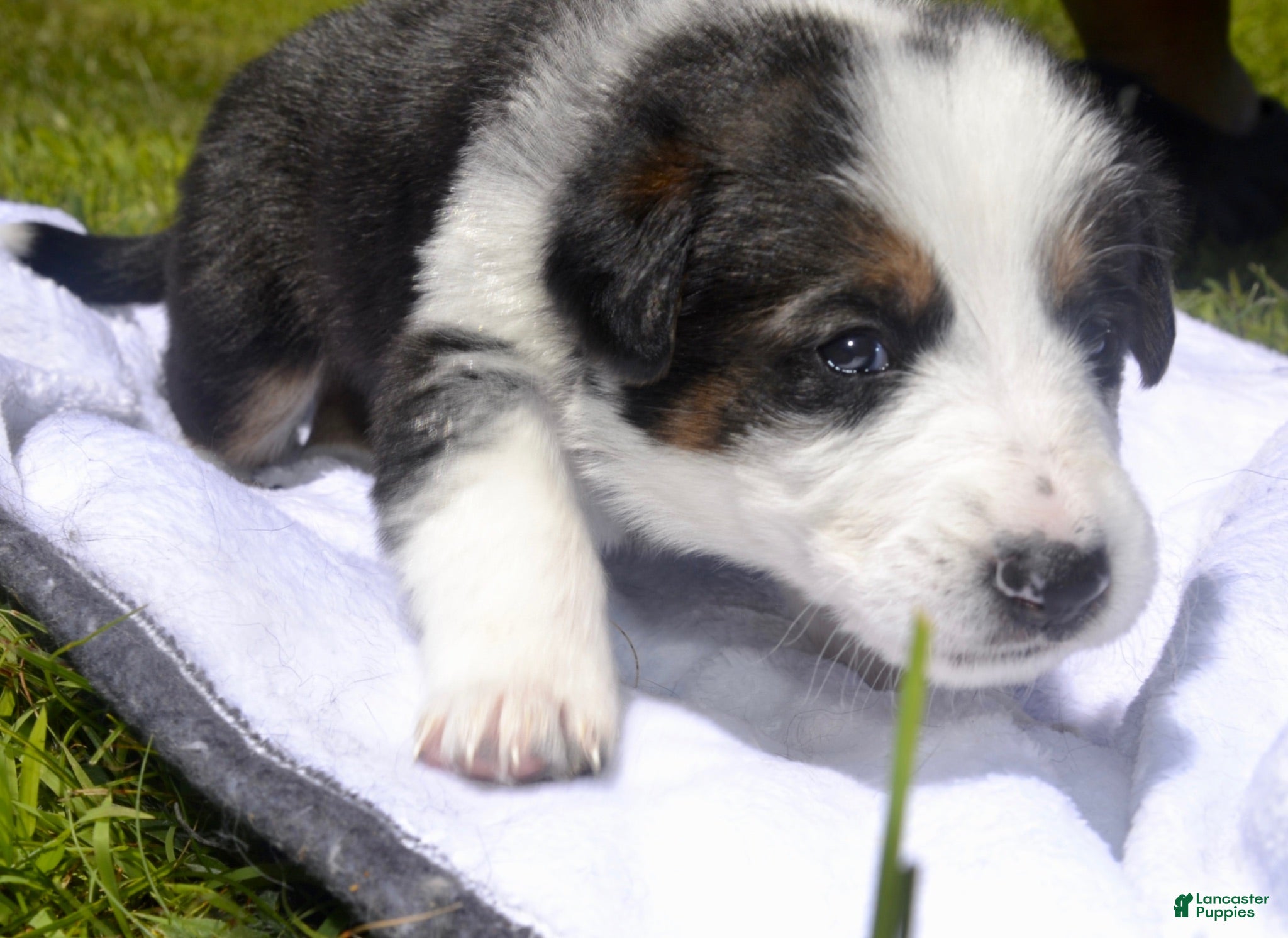 German Shepherd dogs Dottie - Ad 4