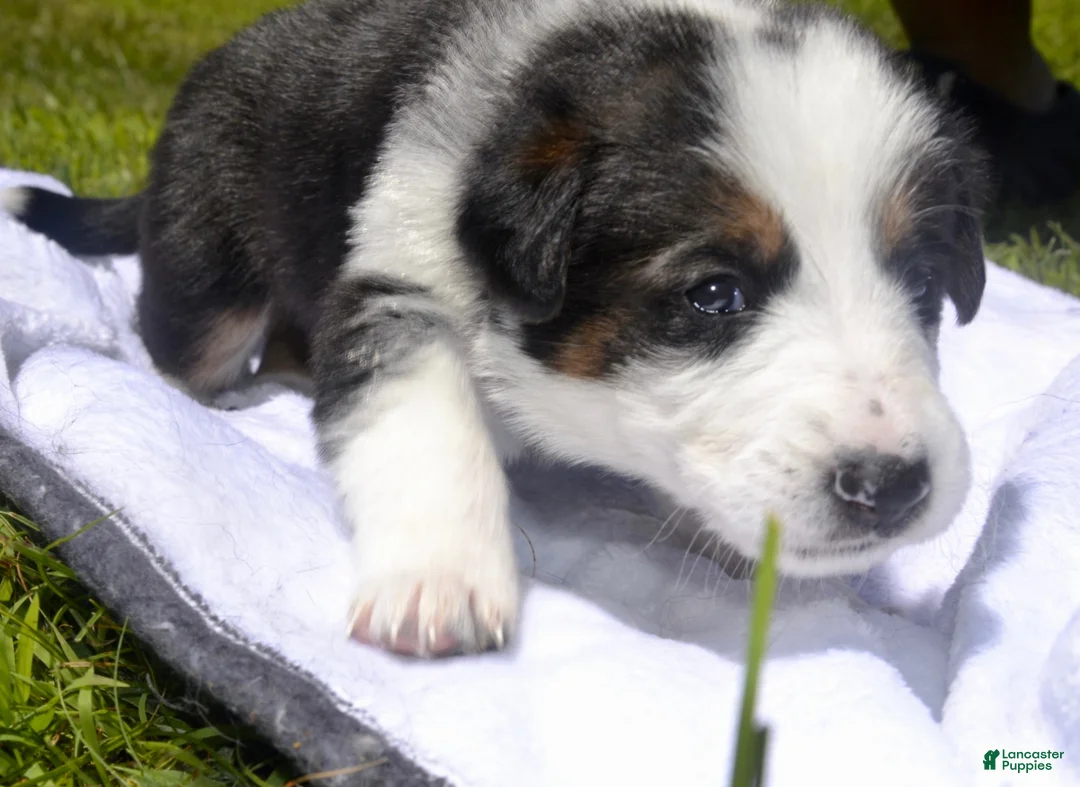 German Shepherd dogs for sale: Dottie - Ad 1