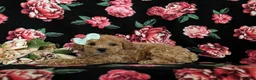 Miniature Poodle dogs for sale: Ophelia - Ad 4