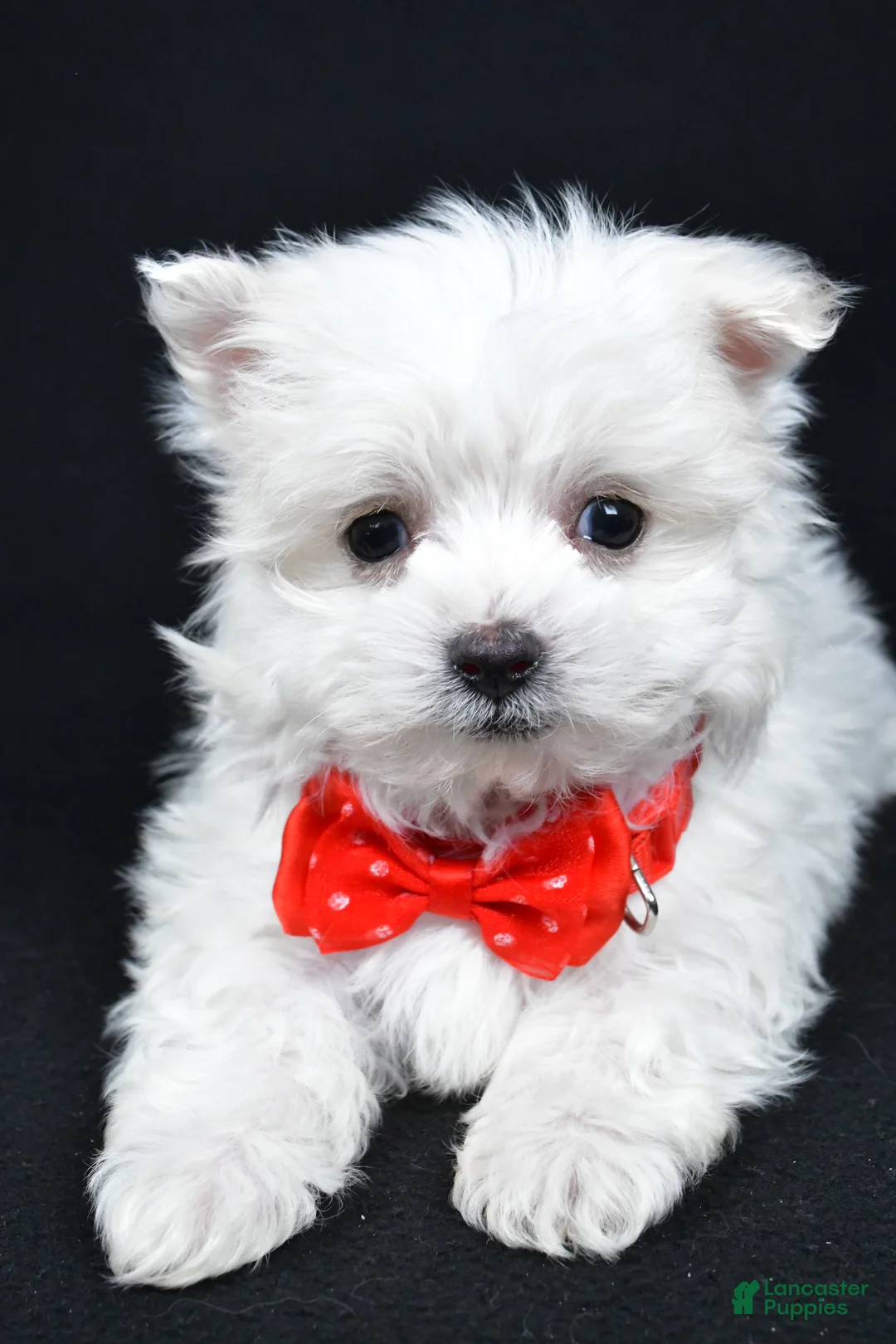 Maltese dogs for sale: Alexander - Ad 4